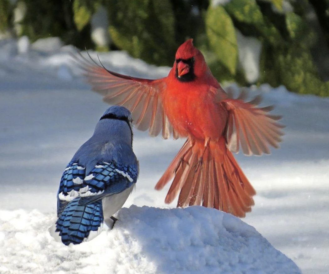 cardinal and blue jay